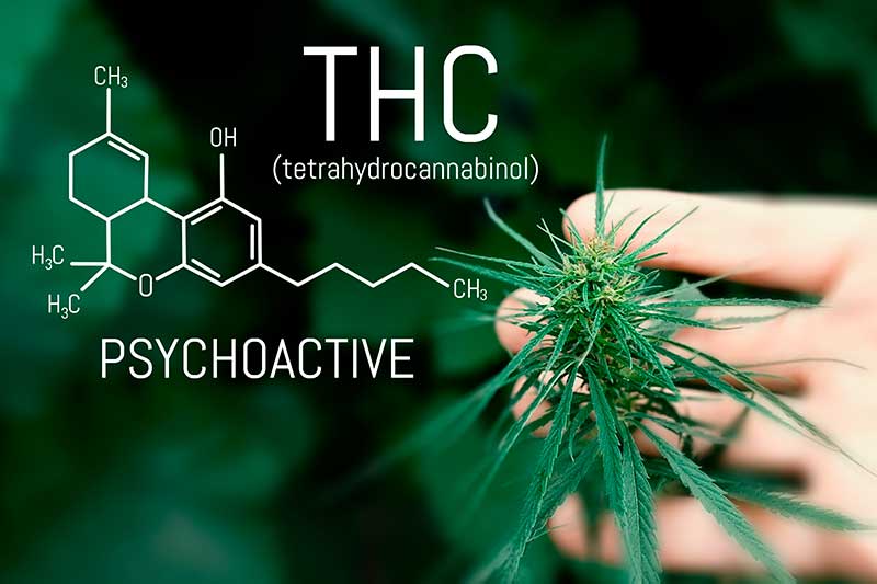 TCH cannabis